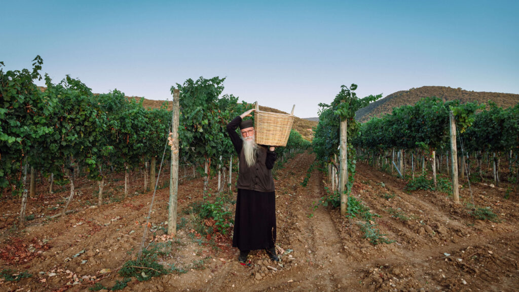 harvest-hilandar_wines