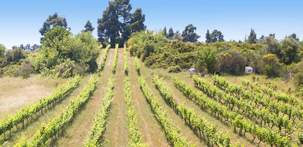 Tzikas Family Winery – Kassandra